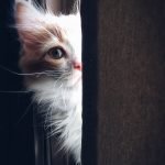 Silvester – Des einen Freud, des anderen Leid